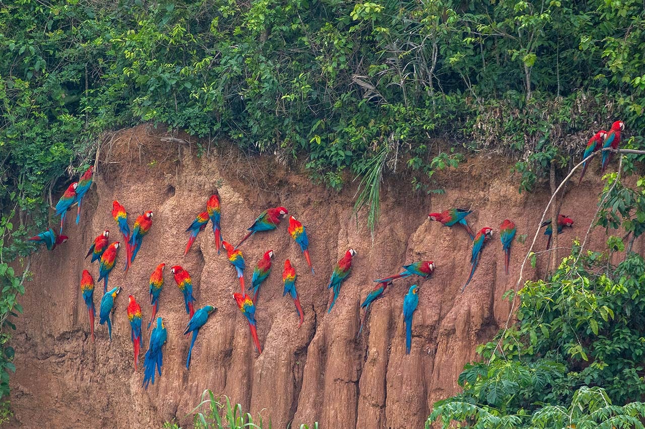 Cusco to Manu Tour: 4-Day Guided Trip to the National Park | Go Cusco Tours